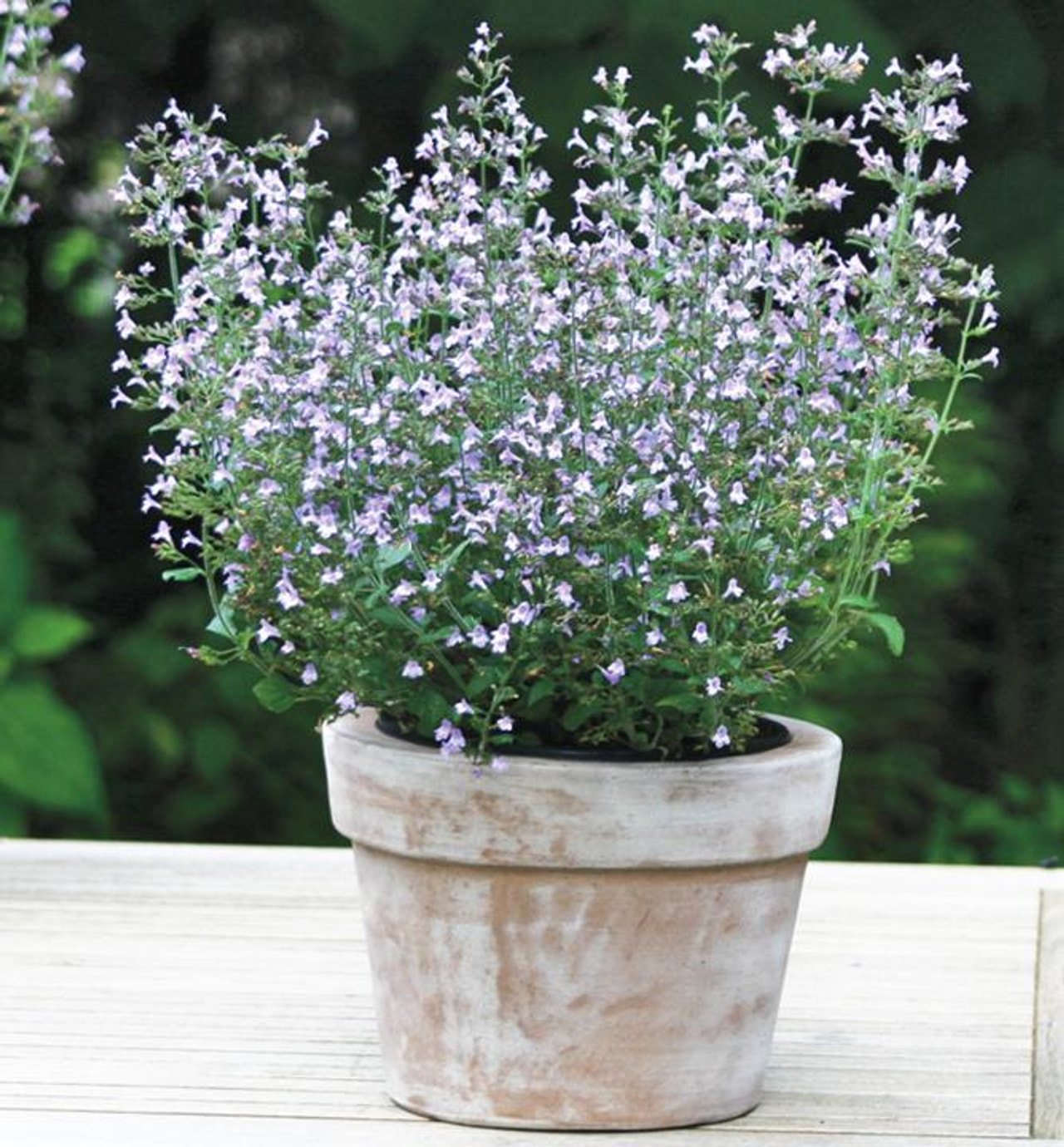 Kivikkokalaminttu Marvelette Blue, Loukykvět