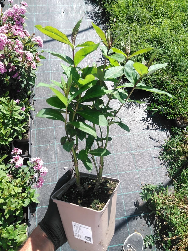 Leimu Sweet Summer Melody - 19. 8. 2025