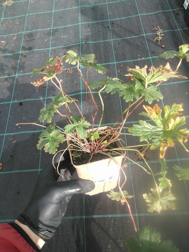 Kurjenpolvi Gravetye - 13. 10. 2025