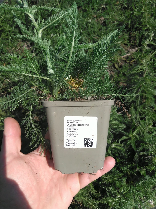 Siankärsämö Lachsschönheit - 13. 5. 2025