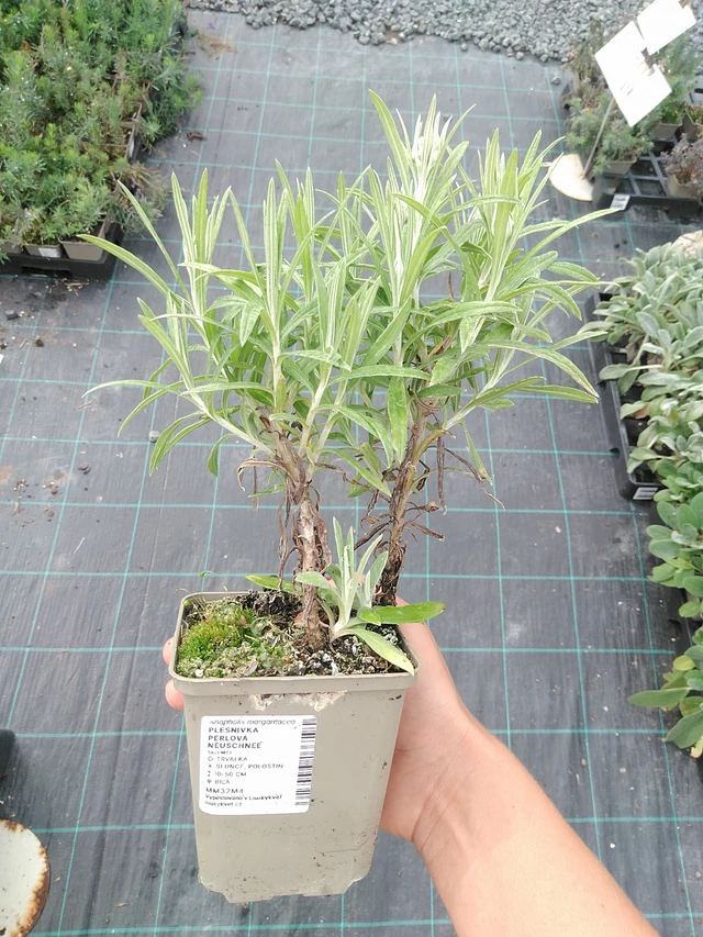 Anaphalis margaritacea Neuschnee - 10. 9. 2025