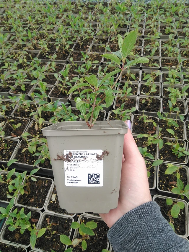 Syyshortensia Pink Diamond - 9. 6. 2025