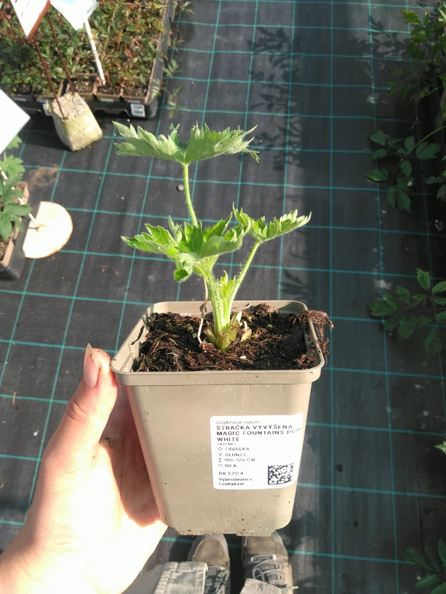 Jaloritarinkannus Magic Fountains Pure White - 11. 7. 2025