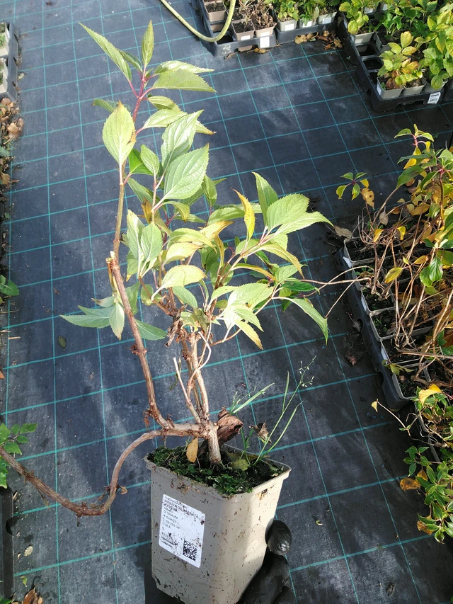 Syyshortensia Kyushu - 31. 10. 2025