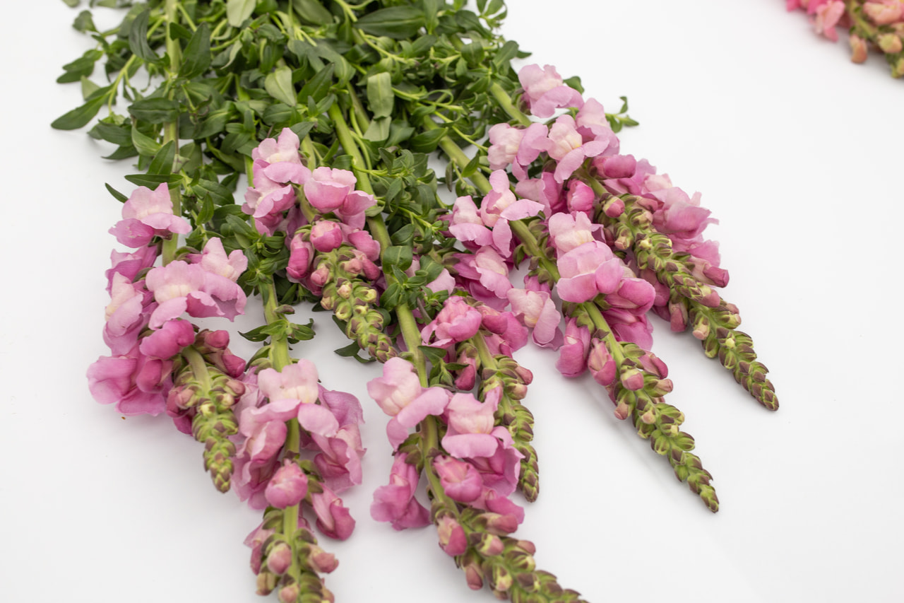 Leijonankita Maryland Lavender, Loukykvět