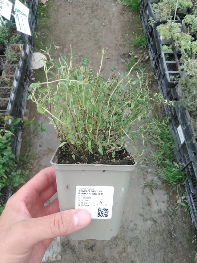 Tomillo German Winter - 1. 8. 2025