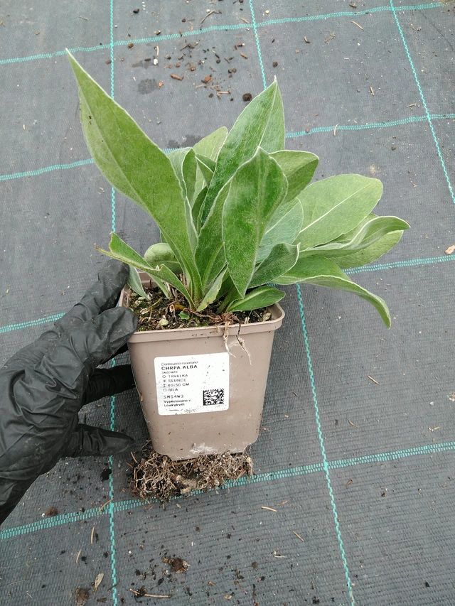 Kaunokki Alba - 10. 9. 2025