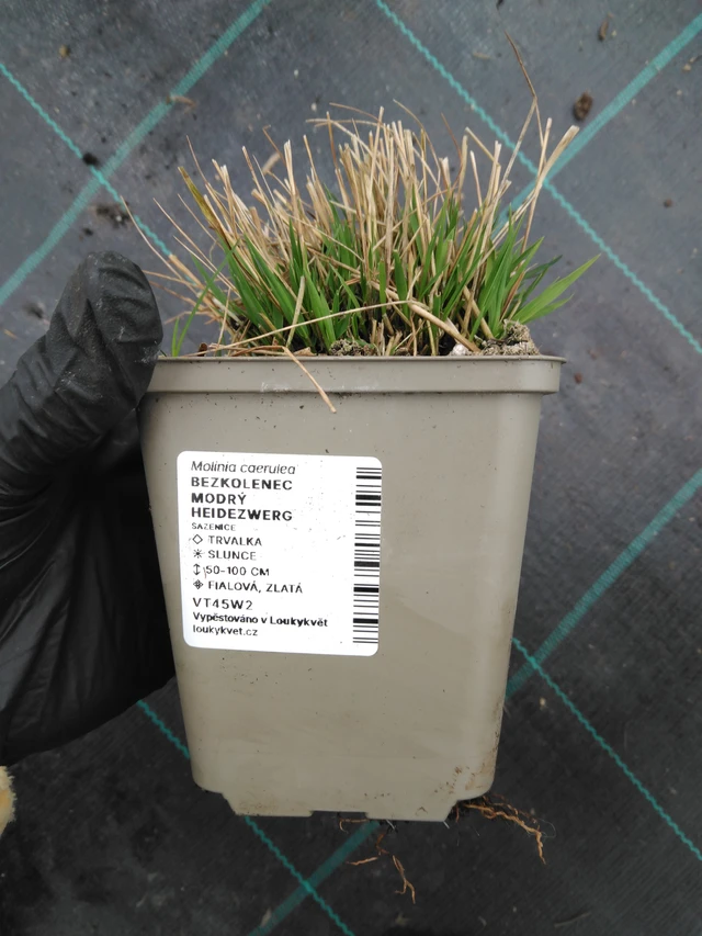 Siniheinä Heidezwerg - 1. 4. 2026