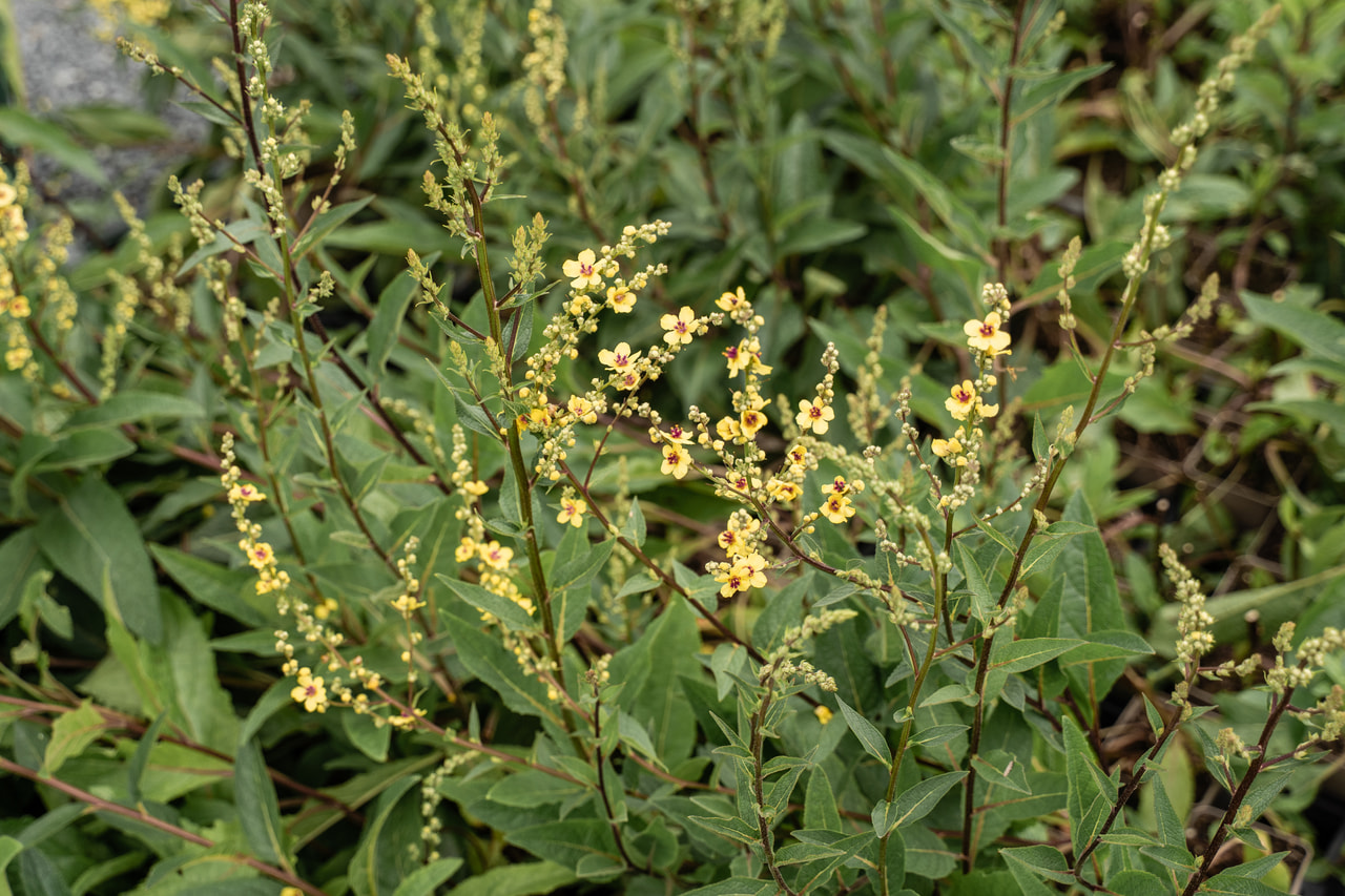 Gordolobo Sixteen Candles, Loukykvět