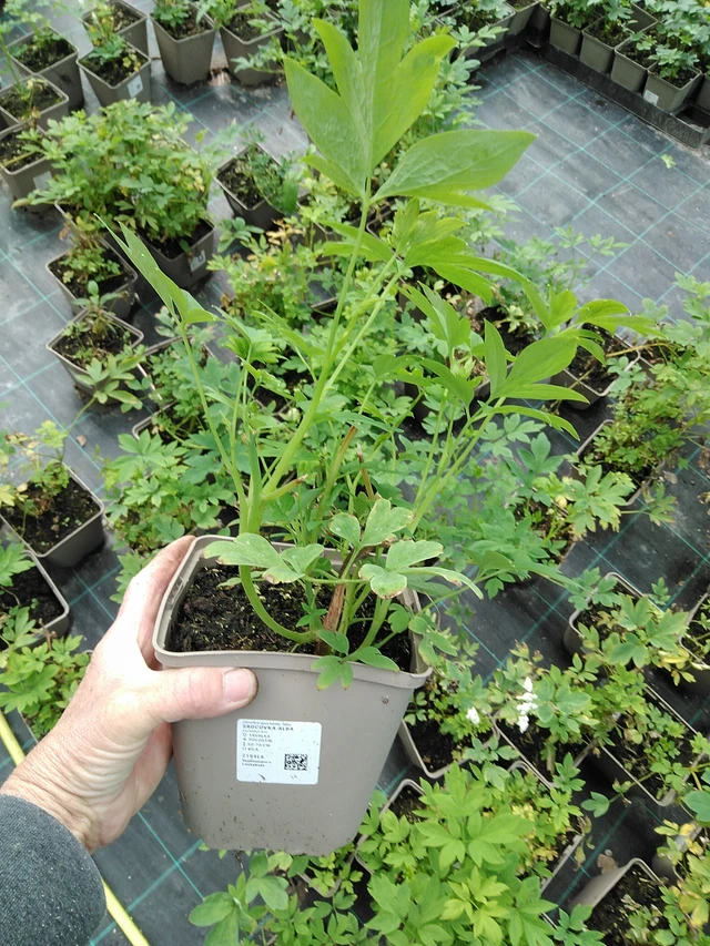 Corazón de María Alba - 9. 6. 2025