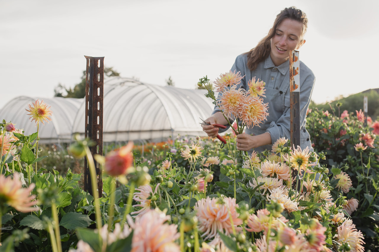 Dalia Apricot Star, Loukykvět