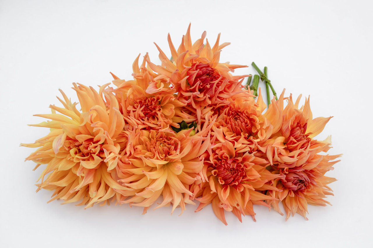 Daalia Penhill Autumn shade, Loukykvět