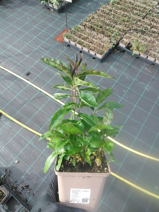 Syysleimu Sweet Summer Dream - 13. 10. 2025