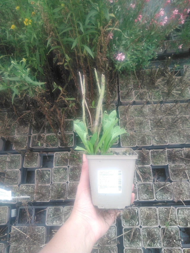 Hohdekukka Fatamorgana - 2024