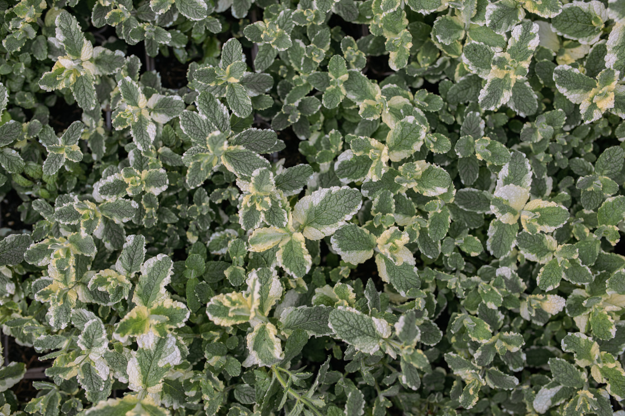 Minttu Variegata, Loukykvět