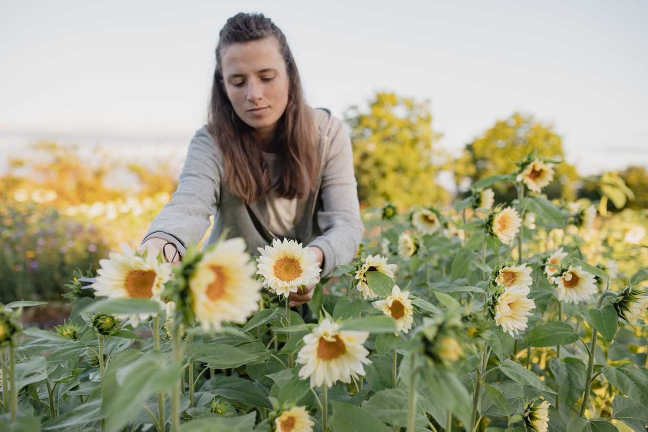 Zonnebloem ProCut White Lite, Loukykvět