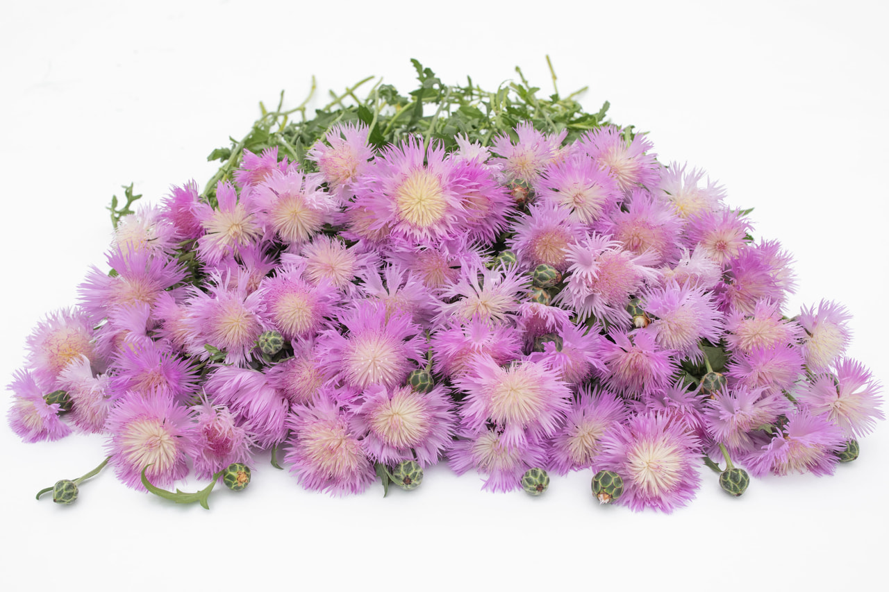 Aciano imperial Graciosa, Loukykvět