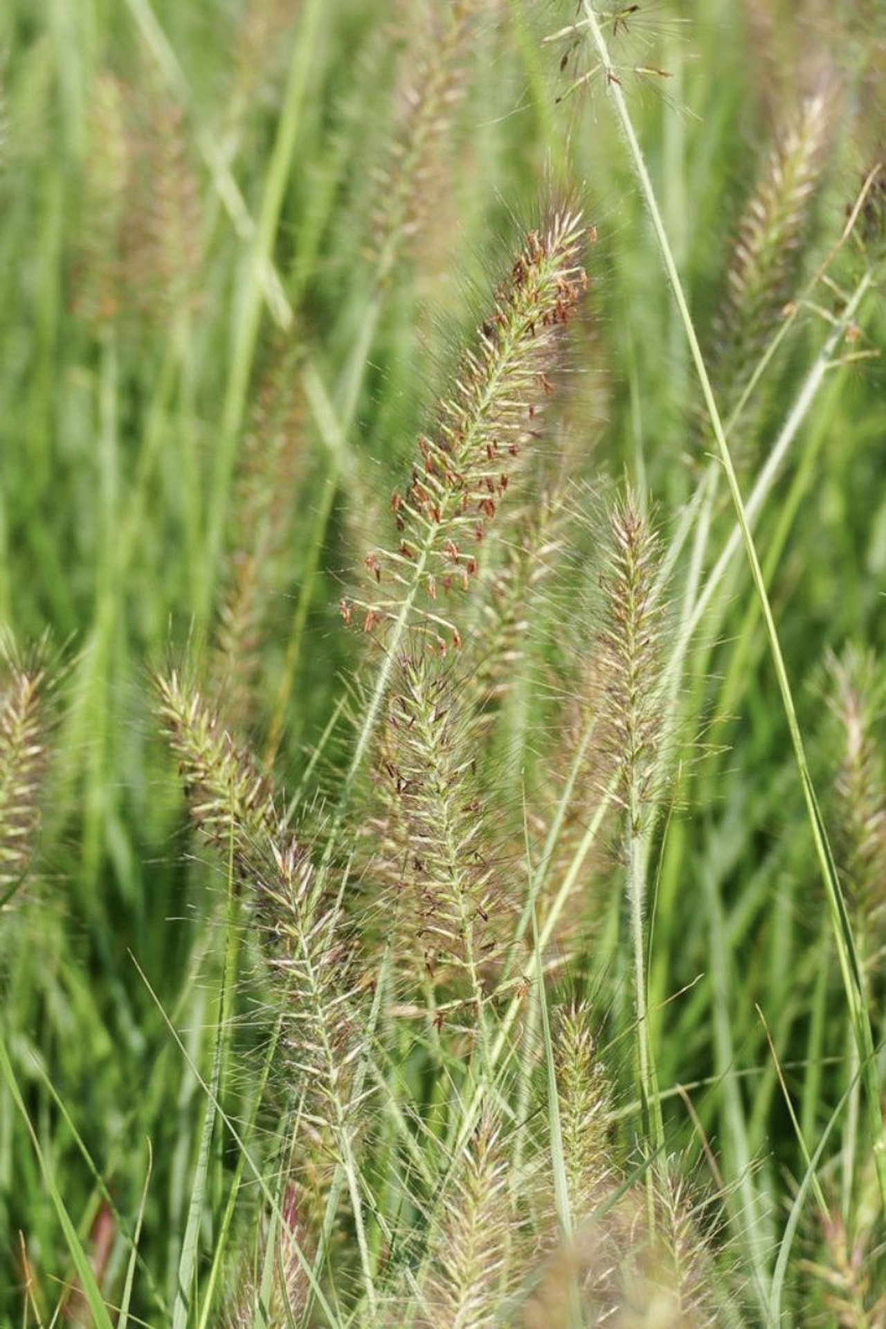 Sulkahirssi Cassian, Loukykvět