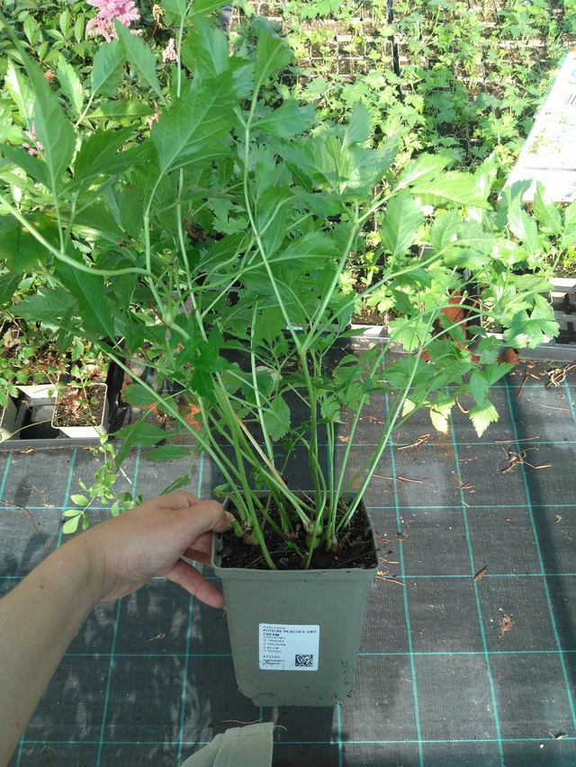 Jaloangervo Peaches and Cream - 11. 7. 2025