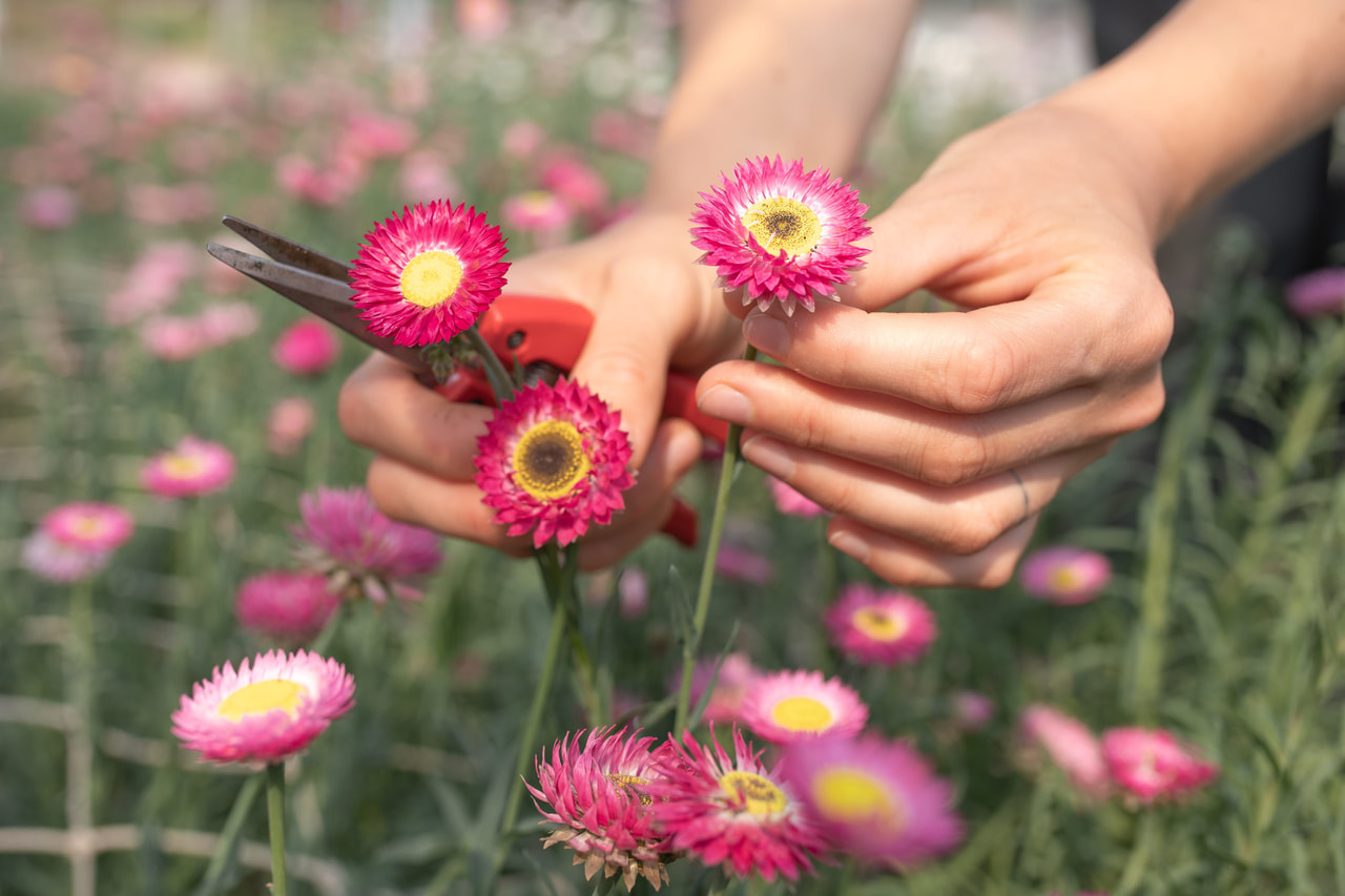 Paperikukka Pierrot Red, Loukykvět
