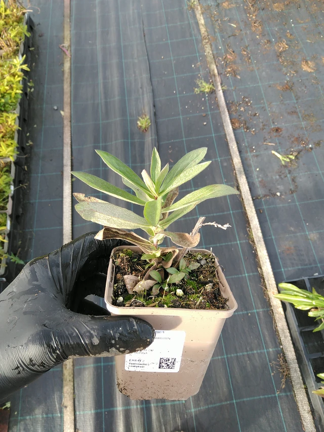 Syysasteri Septemberrubin - 31. 10. 2025