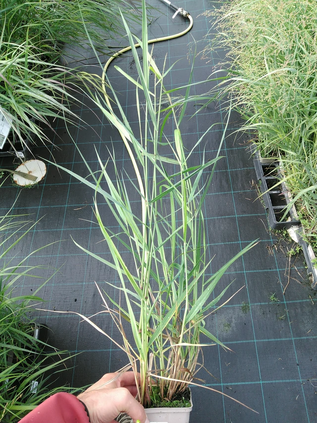 Panicum Squaw - 28. 7. 2025