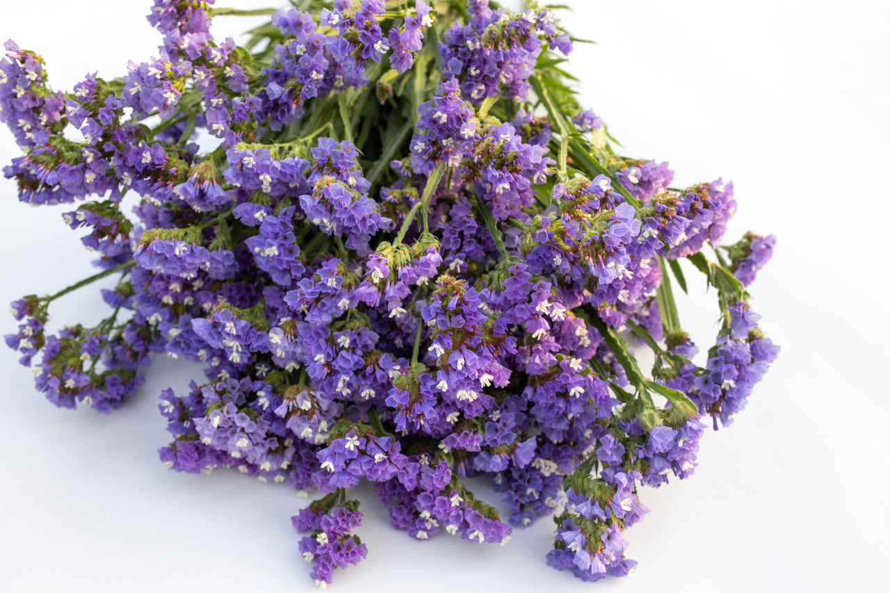 Ikiviuhko QIS Pale Blue, Loukykvět