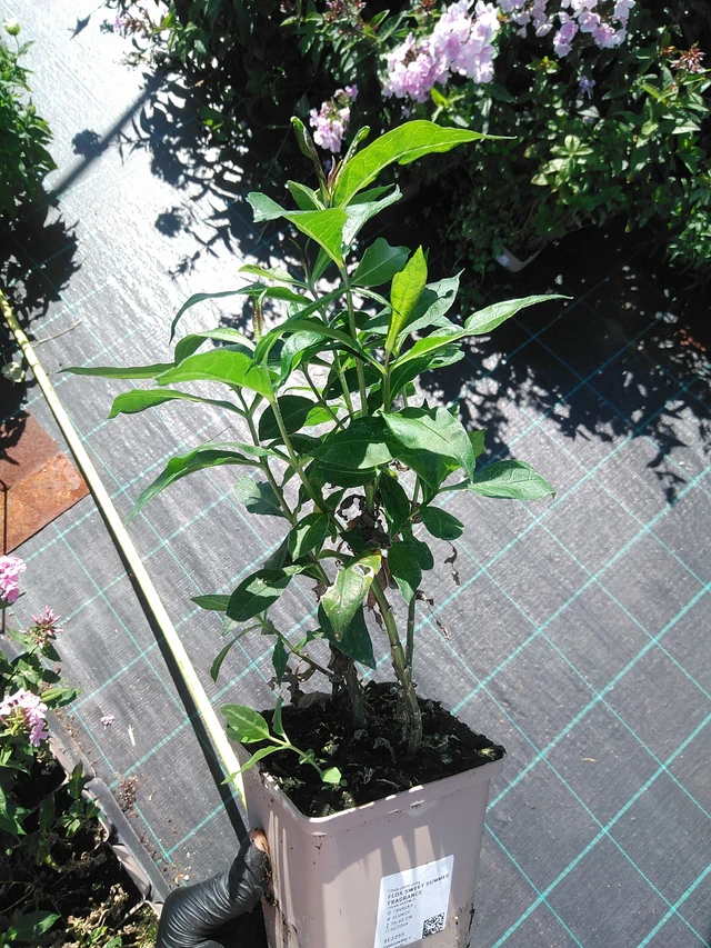 Syysleimu Sweet Summer Fragrance - 19. 8. 2025