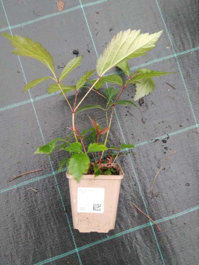 Jaloangervo Erika - 10. 9. 2025