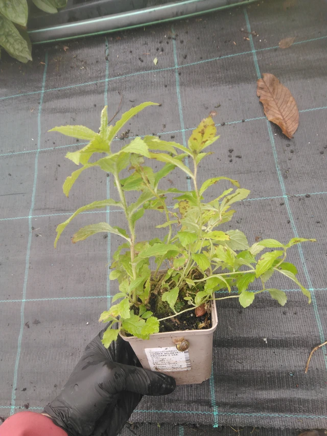 Maitokello Prichard's Var. - 23. 10. 2025