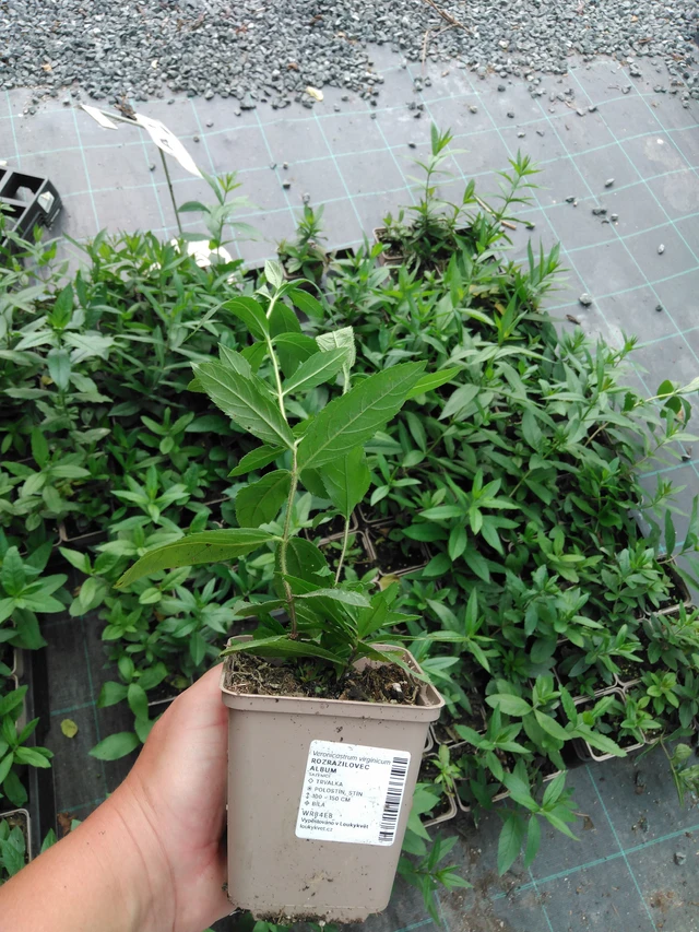 Tädykearvio Album - 2024