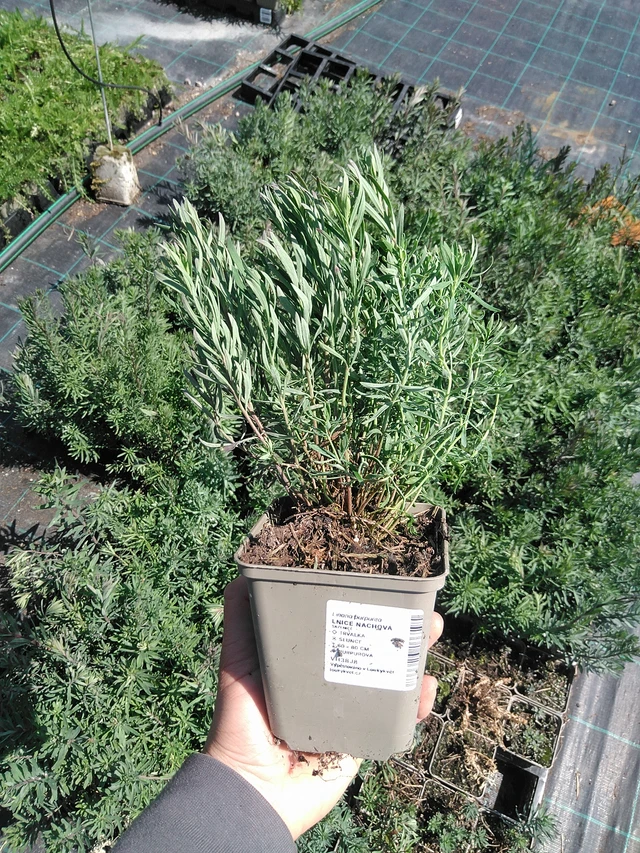 Linaria purpurea - 13. 5. 2025