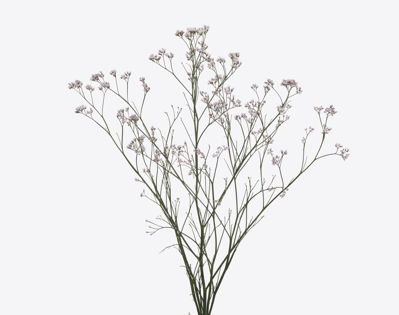 Estatice Tennessee Pink, Loukykvět