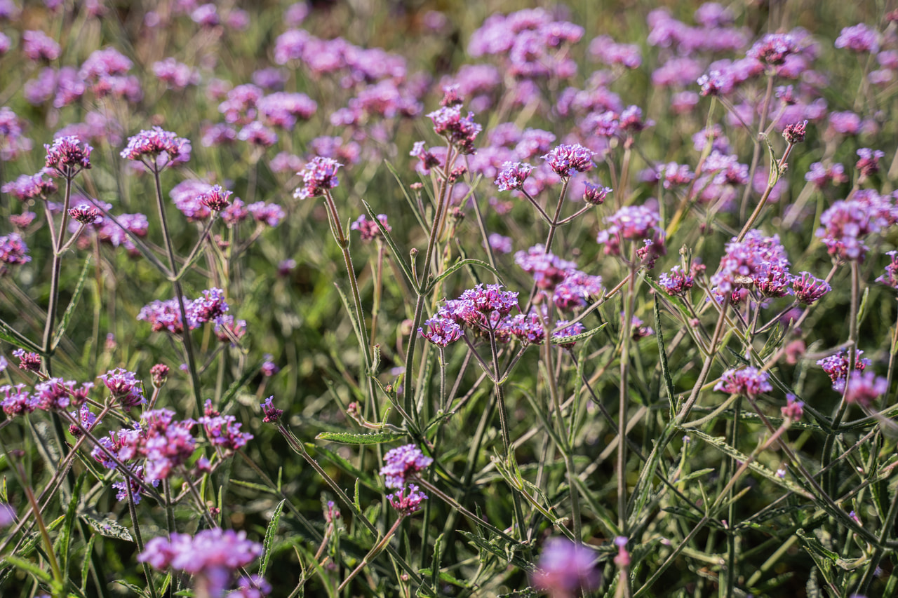 Verbena Lollipop, Loukykvět
