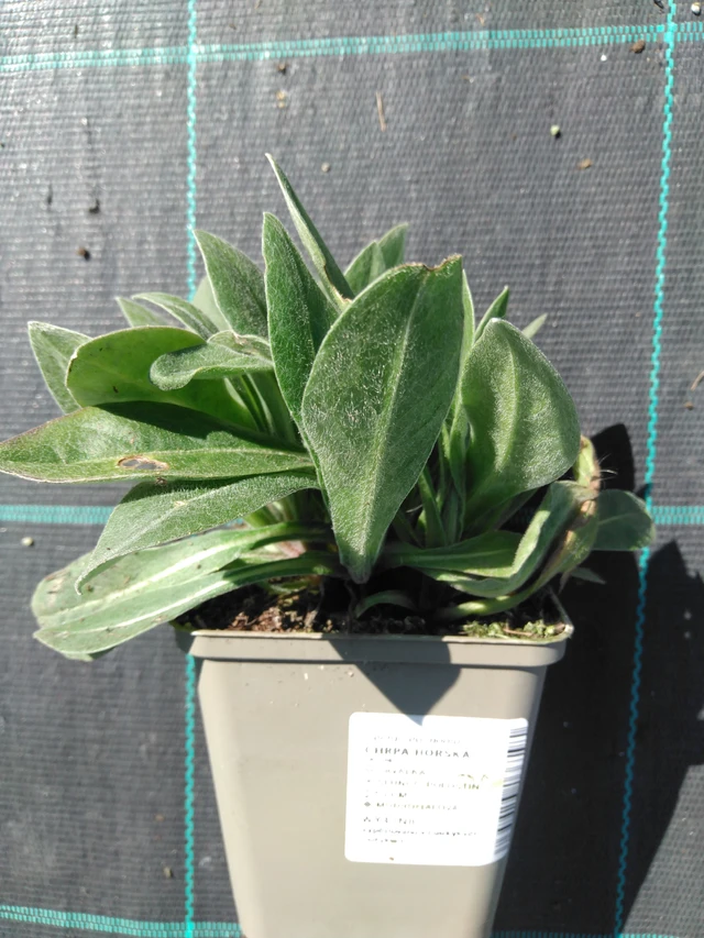 Vuorikaunokki - 3. 4. 2025