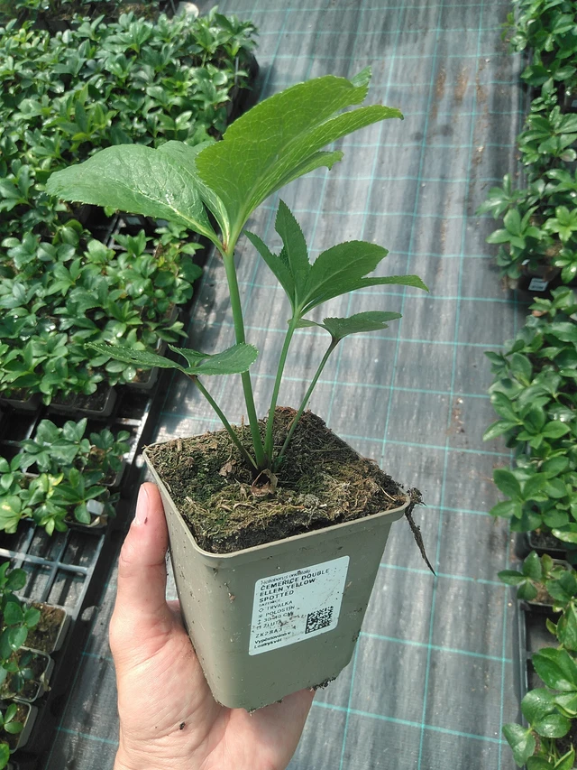 Jouluruusu Double Ellen Yellow Spotted - 24. 6. 2025