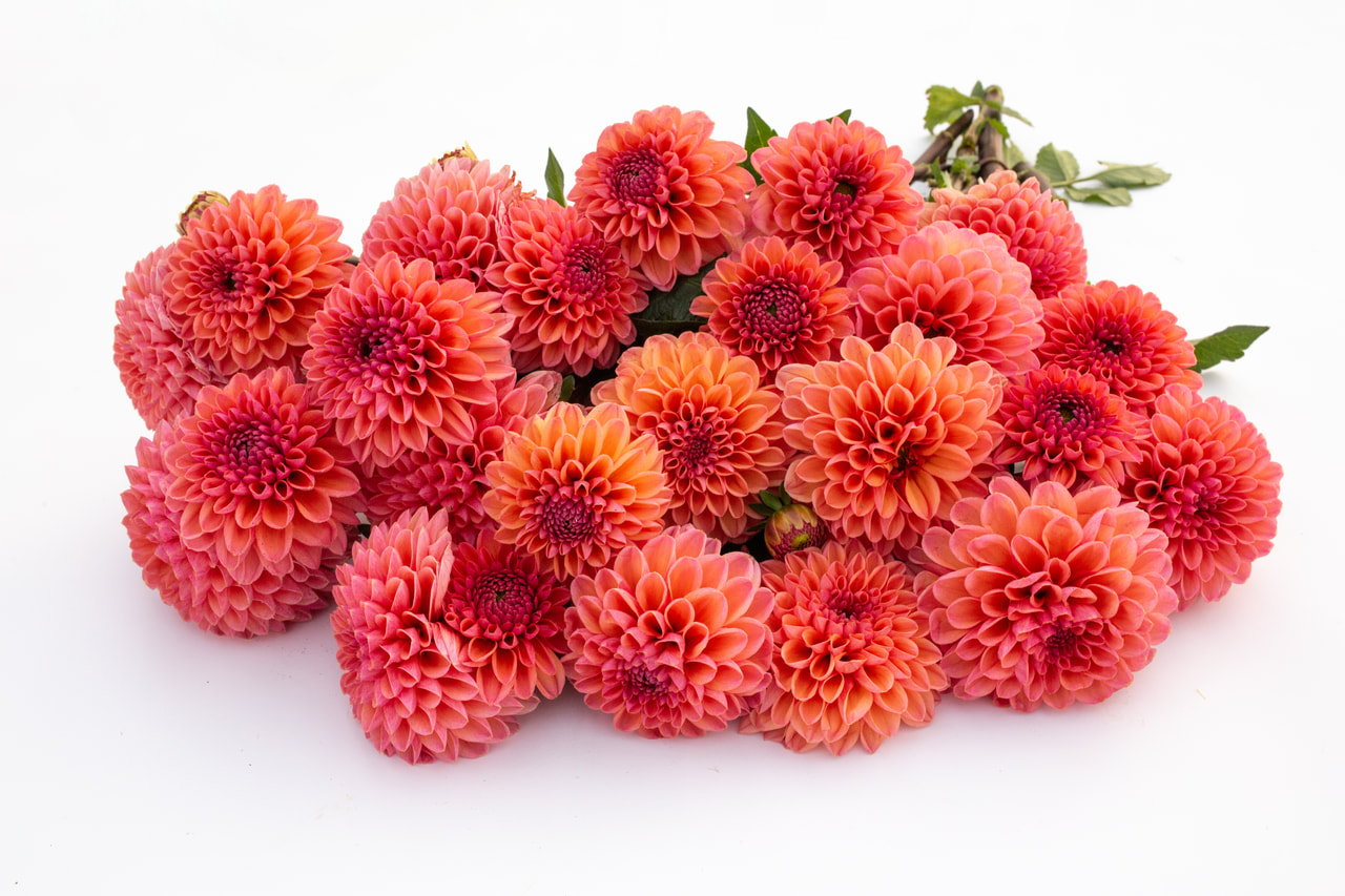 Daalia Daisy Duke, Loukykvět