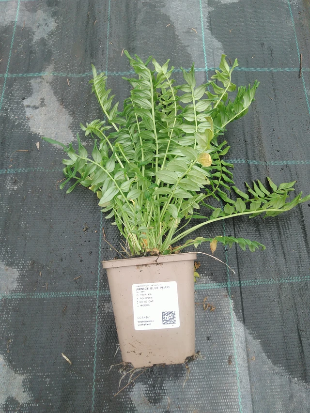 Sinilatva Blue Pearl - 10. 9. 2025