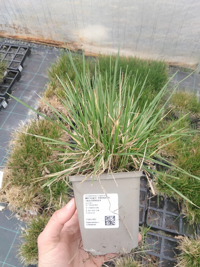 Metlice trsnatá Tauträger - 20. 4. 2026