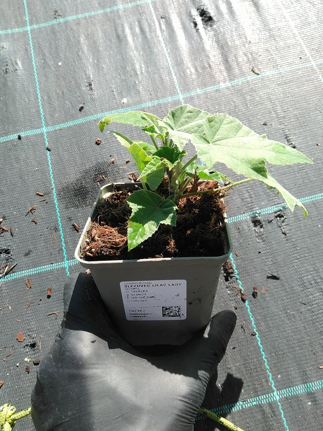 Malvikki Lilac Lady - 19. 8. 2025