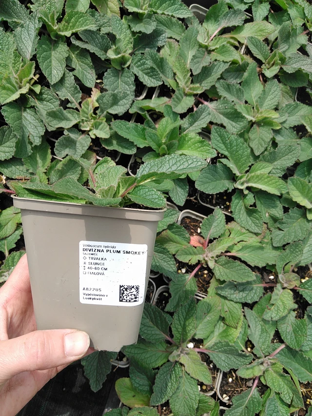 Gordolobo Plum Smokey - 9. 6. 2025