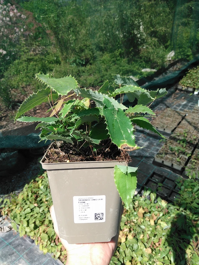 Epimedium Long Leaf Form - 13. 5. 2025