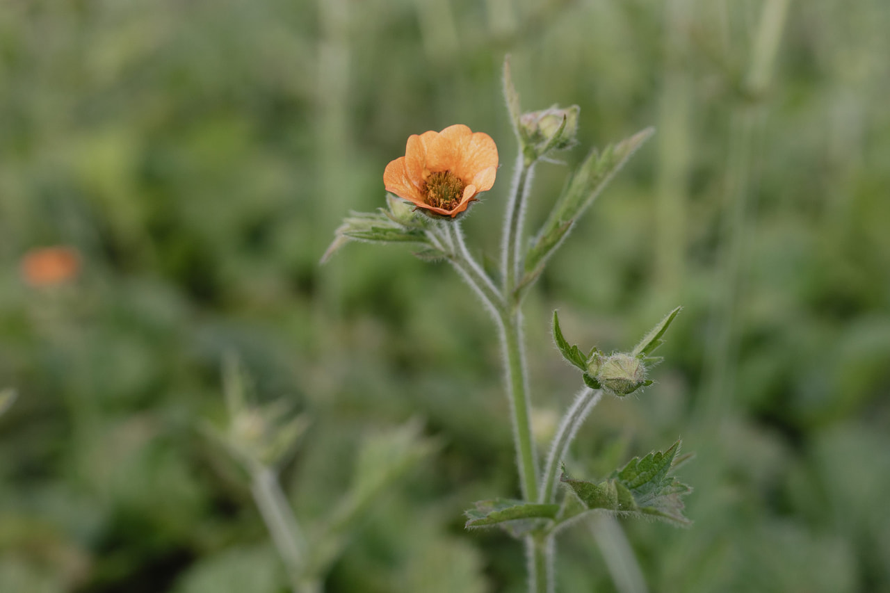 Kellukka Totally Tangerine, Loukykvět