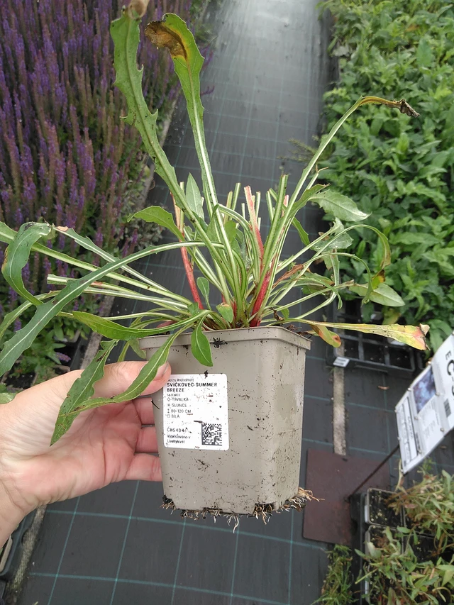 Kesäkynttilä Summer Breeze - 11. 7. 2025