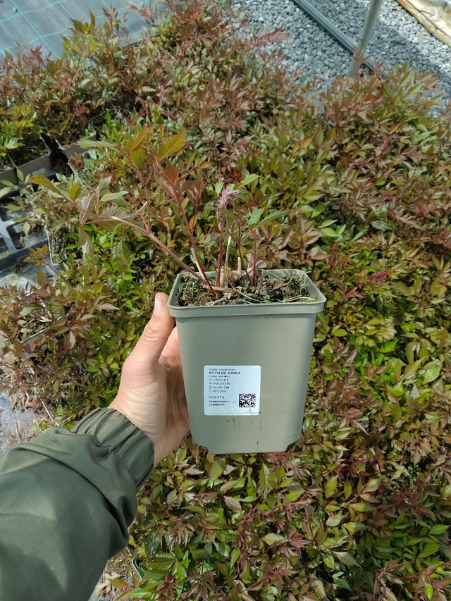 Astilbe Erika - 13. 5. 2026