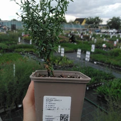 Seedling