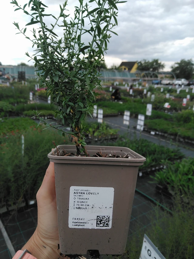 Aster Lovely - 21. 7. 2026