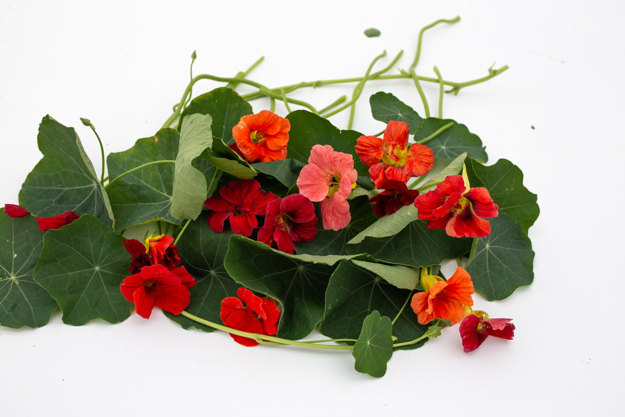 Capuchina Cherrelle, Loukykvět