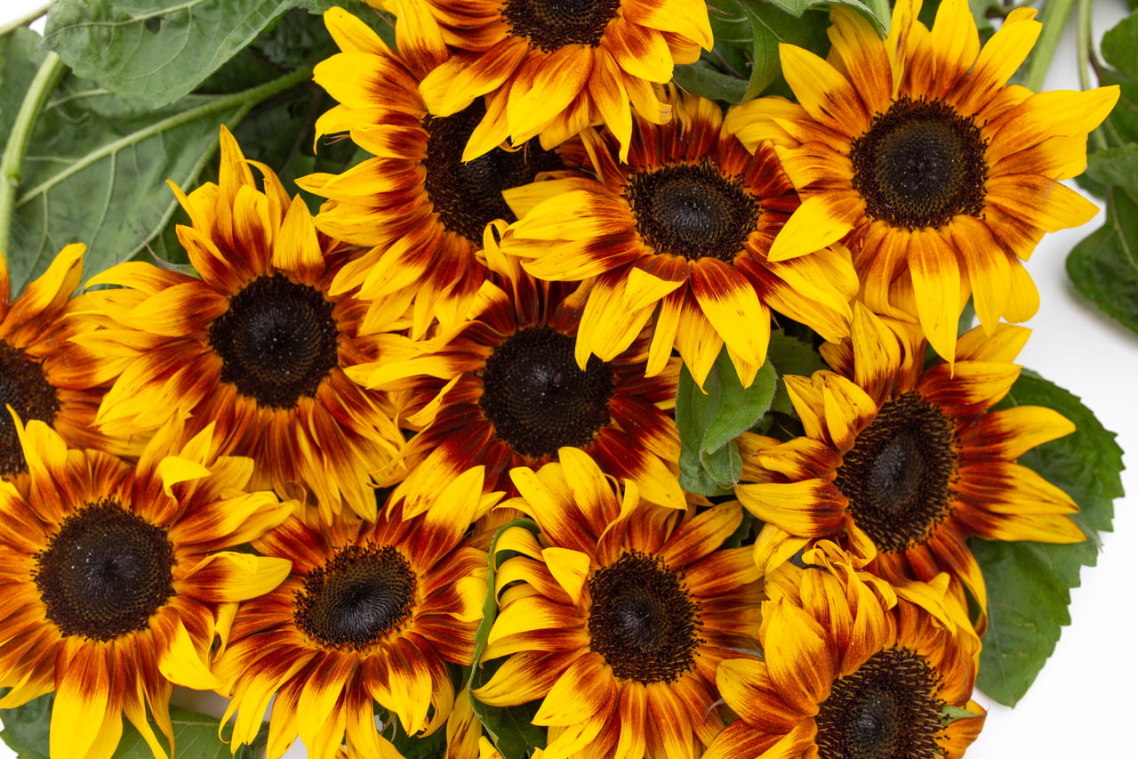 Zonnebloem ProCut Bicolor, Loukykvět