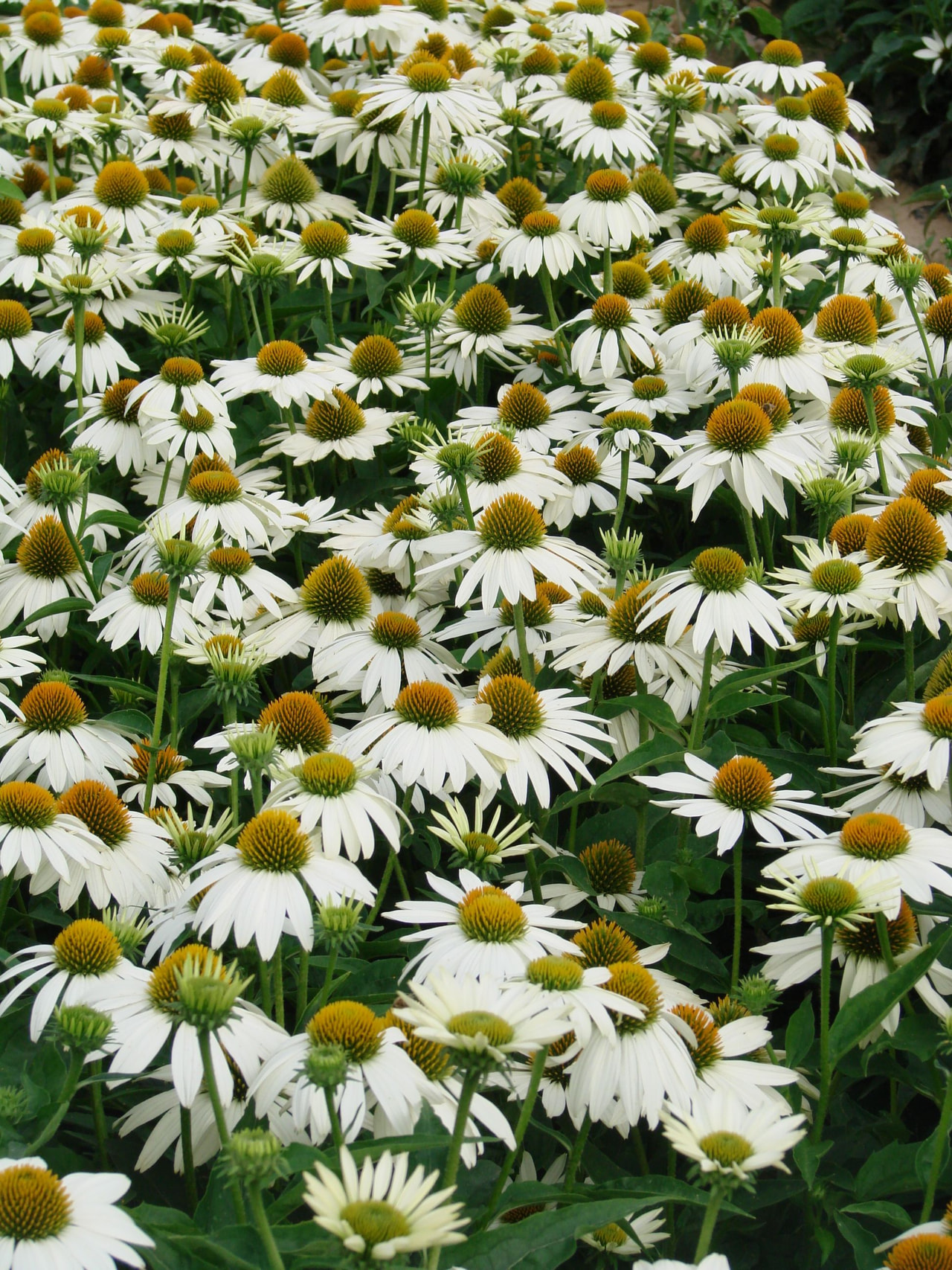 Kaunopunahattu PollyNation White, Loukykvět